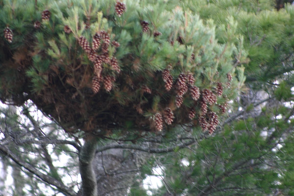 Neat bunch of pine cones.