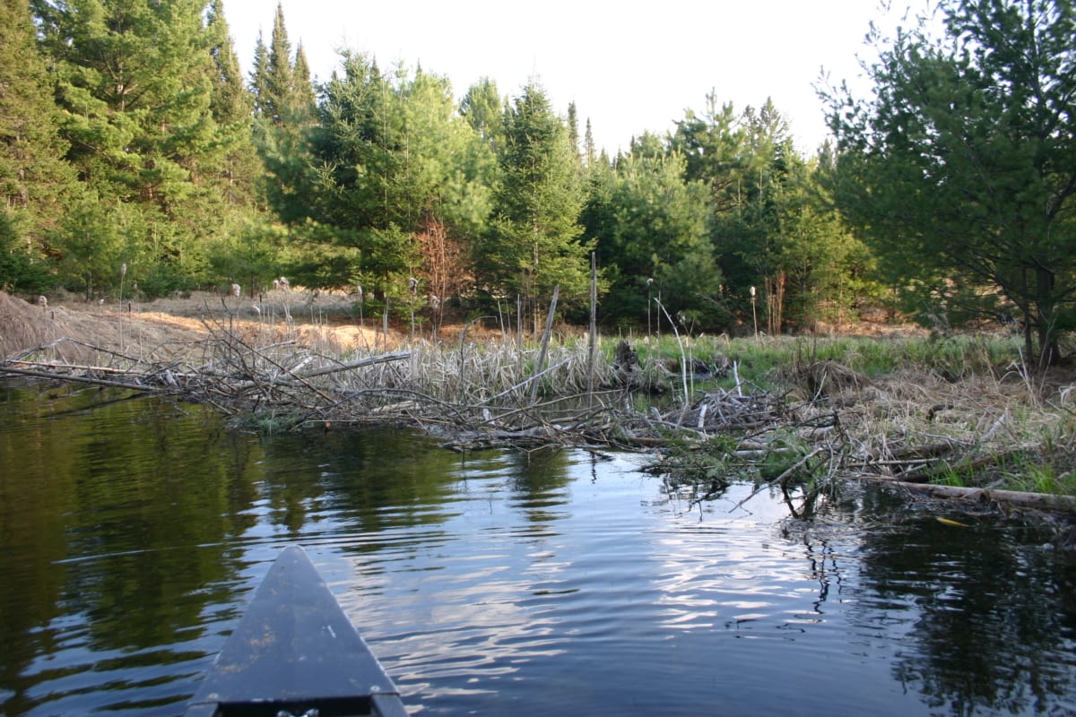 The beaver dam at the back end of the flowage.