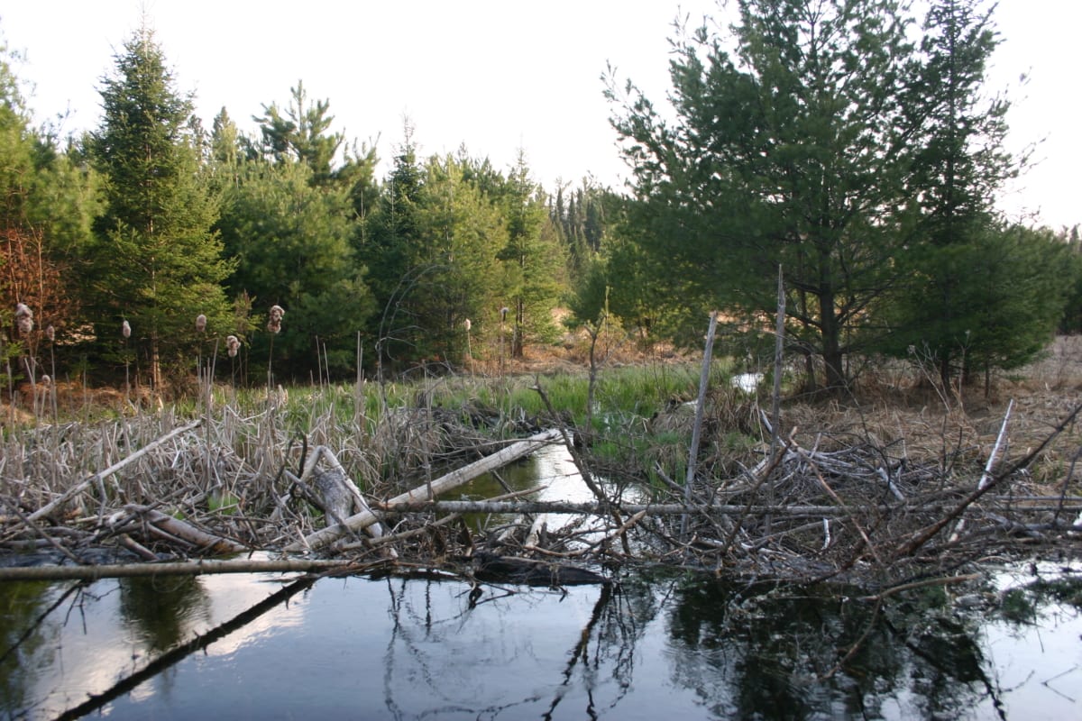 There are a lot of new branches and logs in the dam. The beaver have been busy! That is White Birch Creek flowing. in the distance.