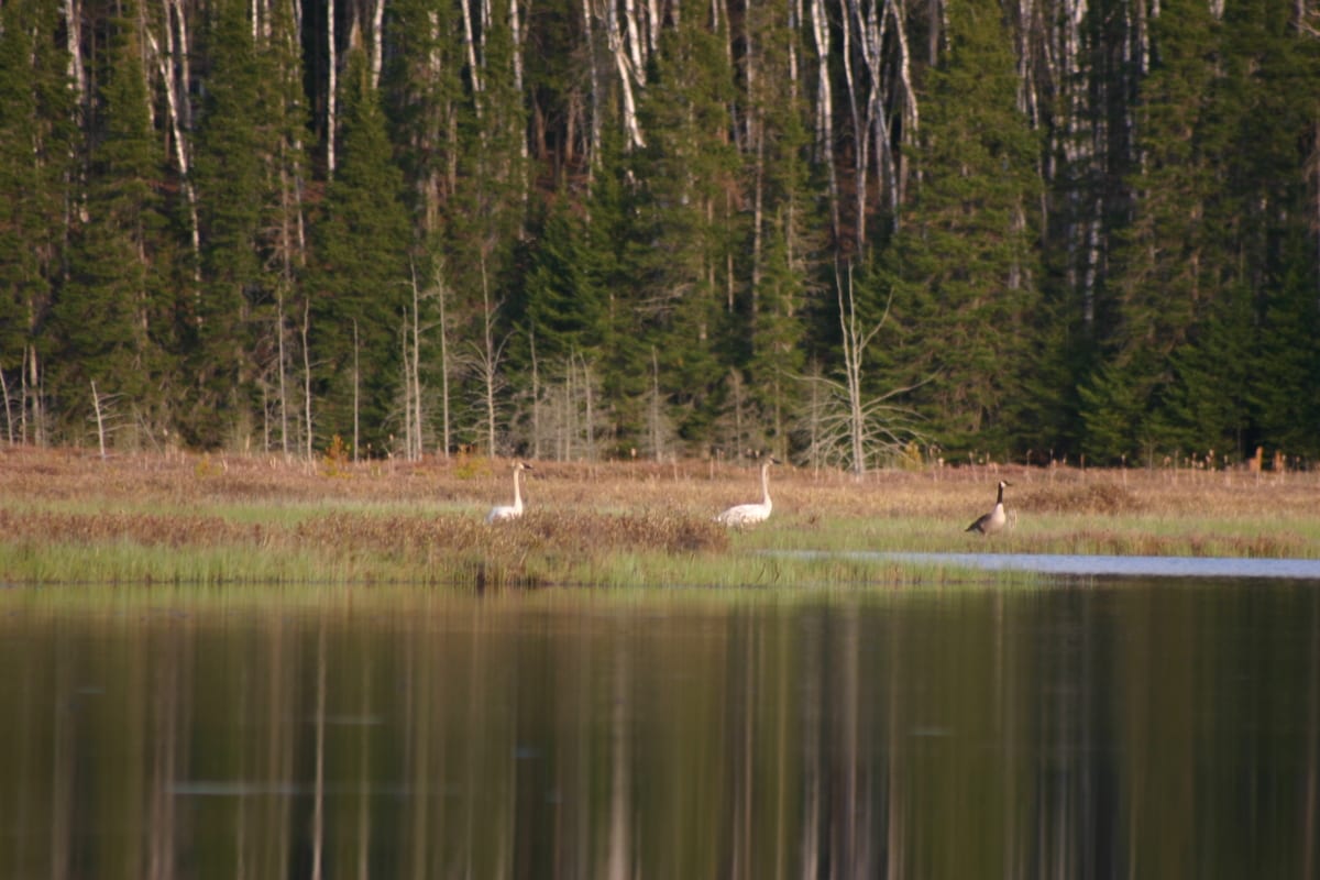 Two swans was the special treat of the night. We happened to be out canoeing as they were migrating through.