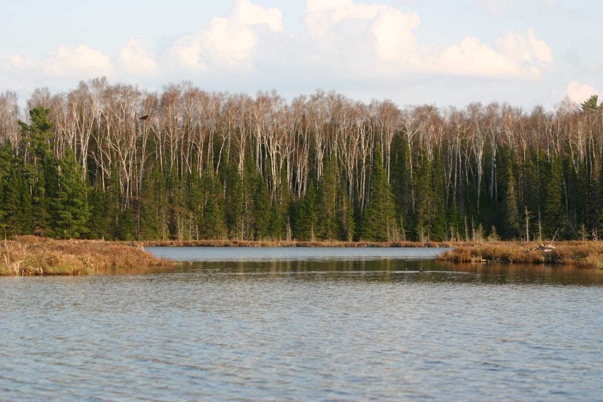 The opening to Bob's Lake with mud hens swimming.