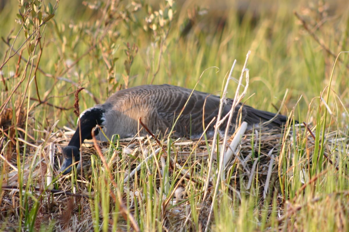 Mama goose laying on her nest.