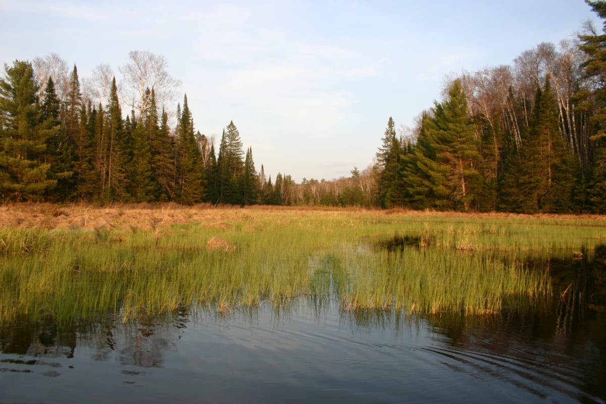 We were able to navigate along the shore line where our nature trail is. This is the view of the bog area that you can see from the nature trail.