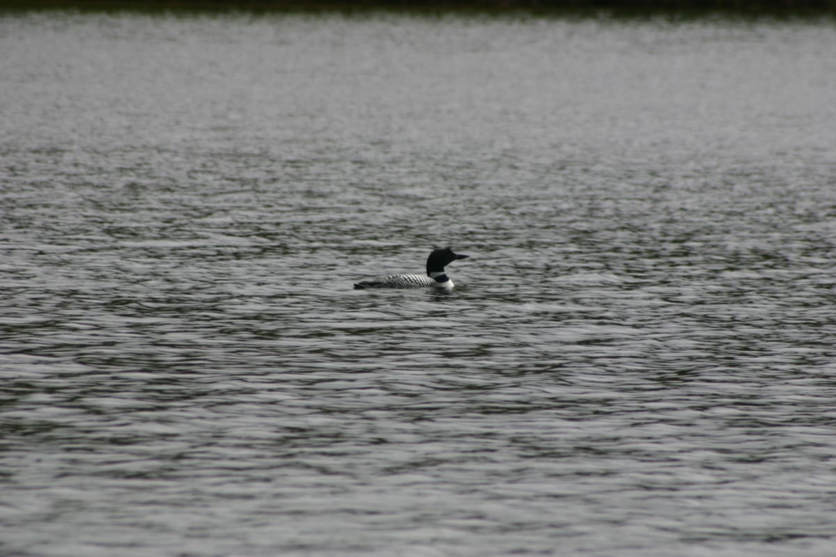 The loons were keeping a watchful eye on what was happening. 