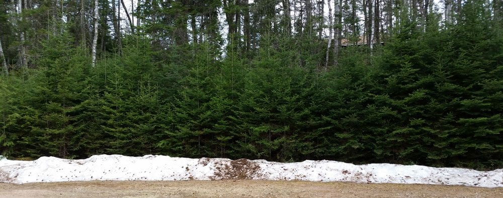 Last snowbank on the property. Can you guess where it is.