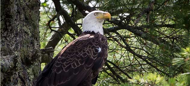 freedom-bird